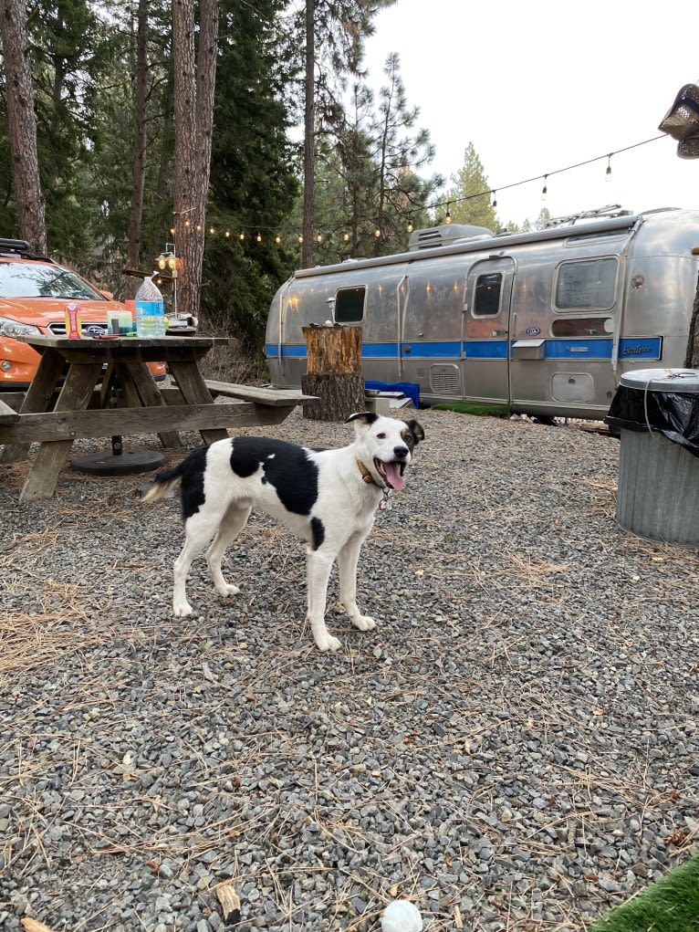 Auzzie, a Border Collie and Australian Cattle Dog mix tested with EmbarkVet.com