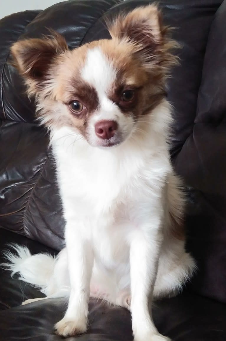 Vinnia, a Chihuahua tested with EmbarkVet.com