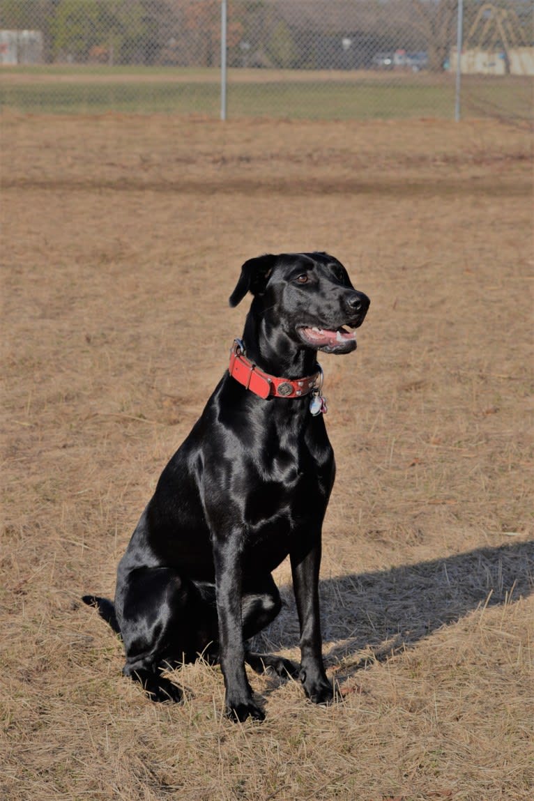 Onyx, a Labrador Retriever and Doberman Pinscher mix tested with EmbarkVet.com