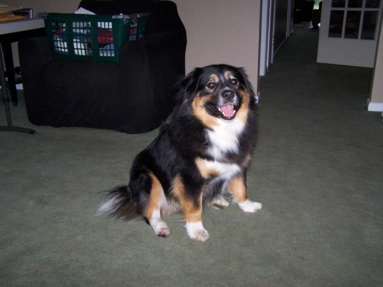 Rocky, a Chow Chow and Labrador Retriever mix tested with EmbarkVet.com