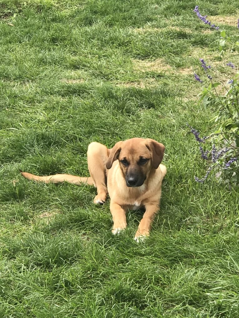 Hildy, a Golden Retriever and Boxer mix tested with EmbarkVet.com