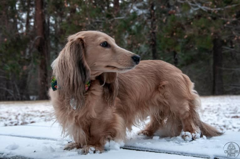 Diddy, a Dachshund tested with EmbarkVet.com