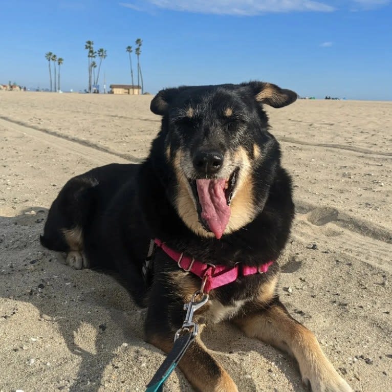 Betty, a Southeast Asian Village Dog tested with EmbarkVet.com