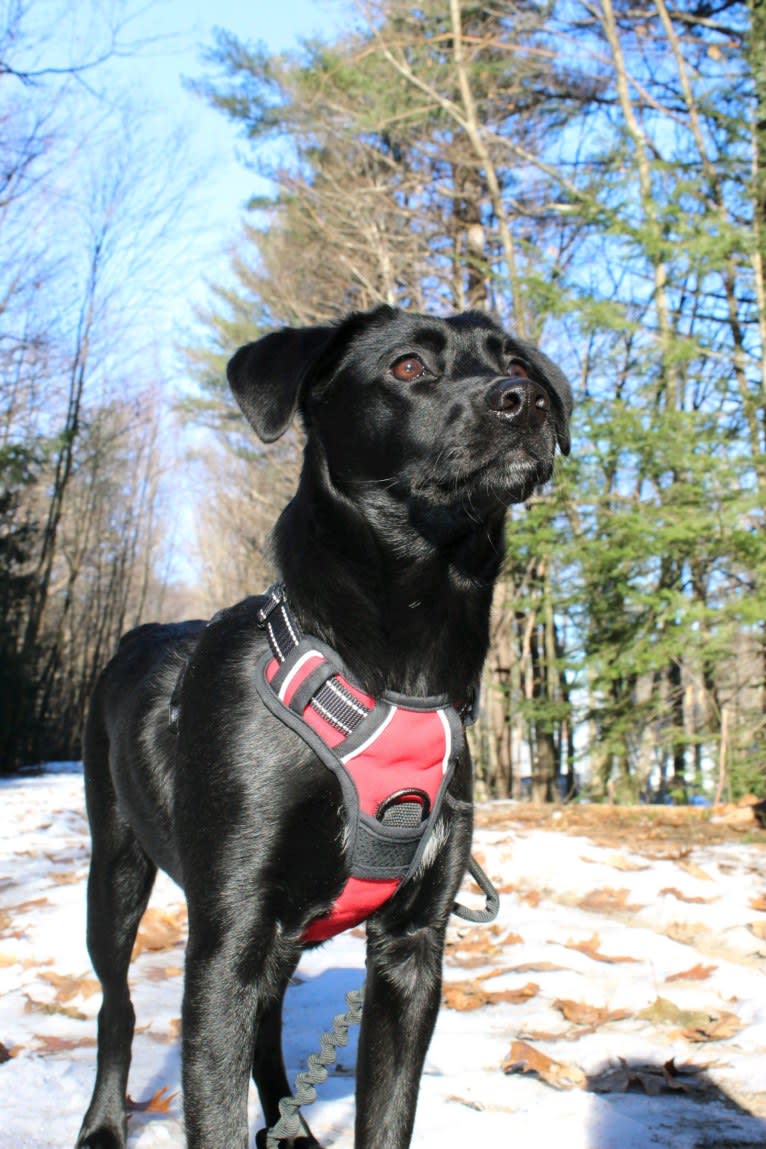 Rollo, a Labrador Retriever and Chesapeake Bay Retriever mix tested with EmbarkVet.com