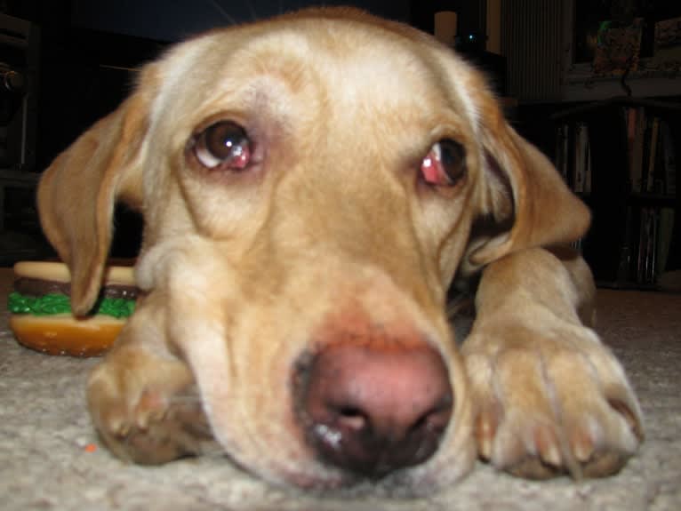 Tank, a German Shepherd Dog and Labrador Retriever mix tested with EmbarkVet.com