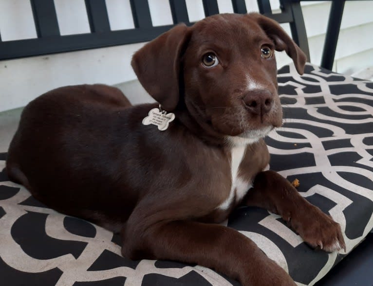 Valkyrie, a Golden Retriever and Labrador Retriever mix tested with EmbarkVet.com