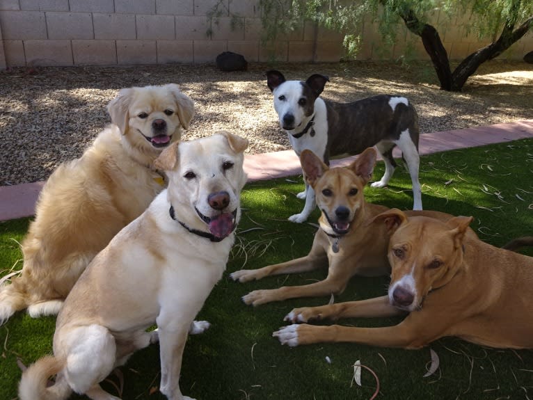 Bean, a Chow Chow and Chihuahua mix tested with EmbarkVet.com