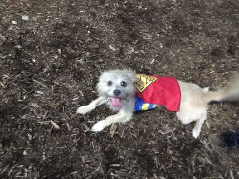 Chipmunk, a Shih Tzu and Chihuahua mix tested with EmbarkVet.com