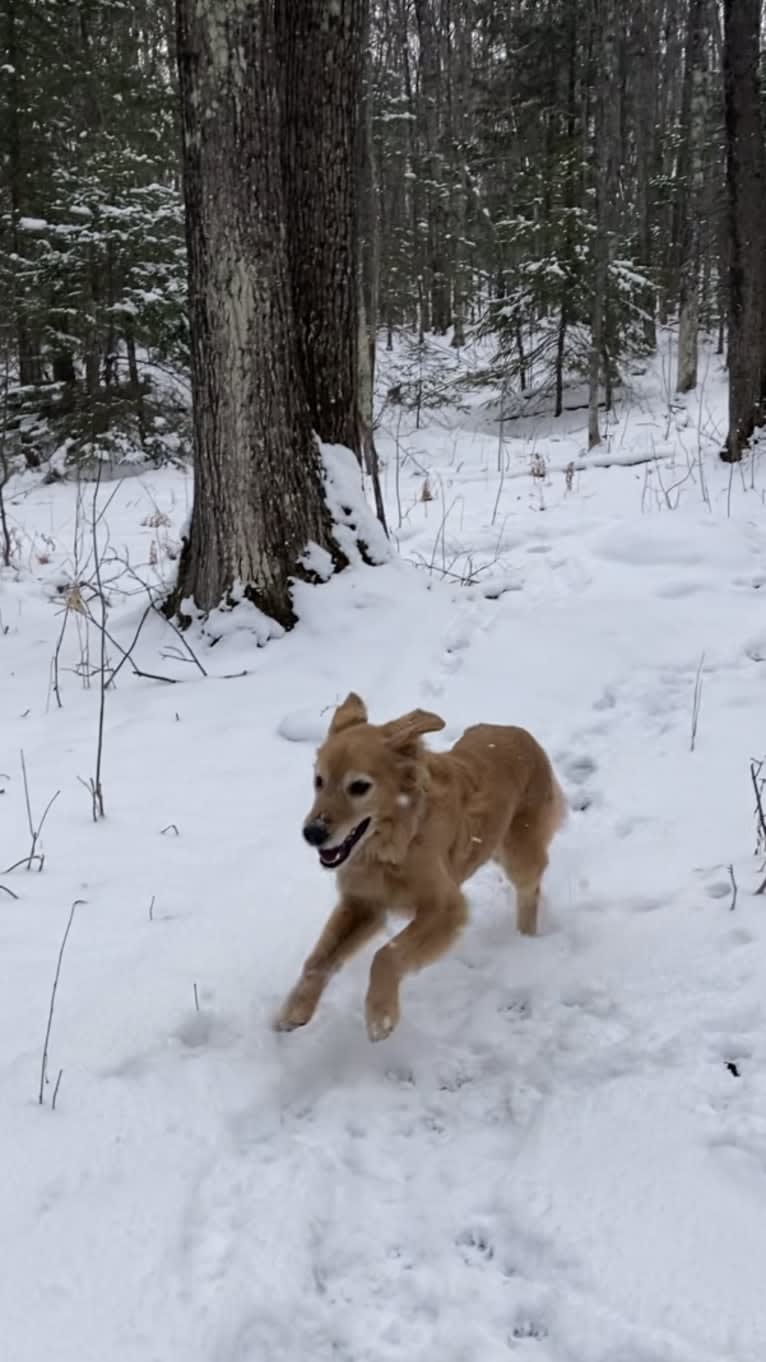 Timber “Gross Manor’s I’ll Be The One You Won’t Forget”, a Golden Retriever tested with EmbarkVet.com