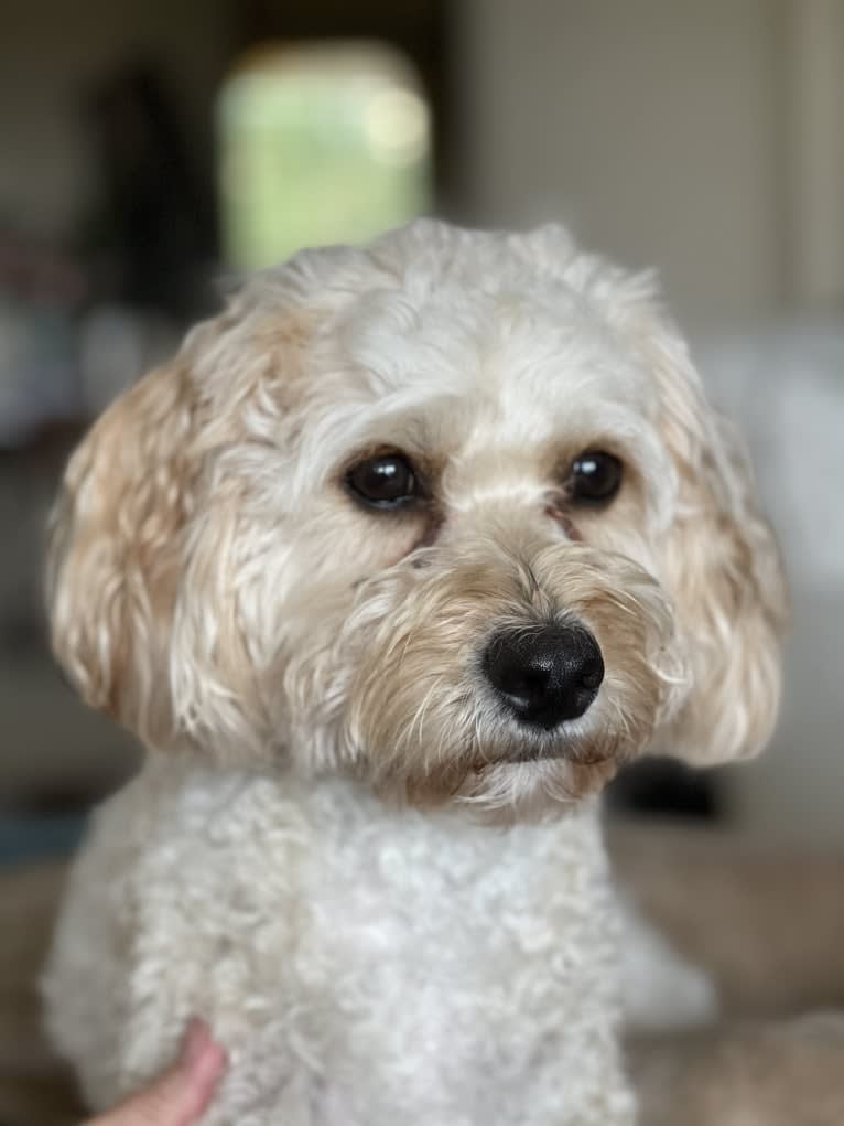 Leo, a Cavapoo tested with EmbarkVet.com