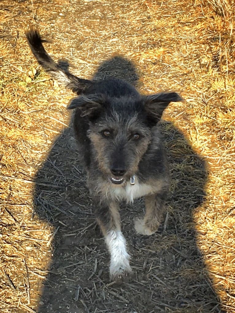 Mainia, an Eastern European Village Dog tested with EmbarkVet.com