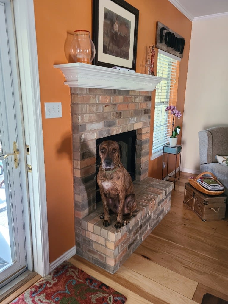 Marshall, a Rhodesian Ridgeback and Dogo Argentino mix tested with EmbarkVet.com