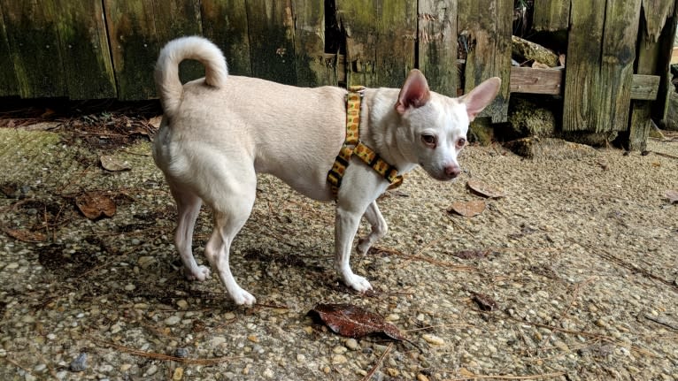 Duck, a Chihuahua and Rat Terrier mix tested with EmbarkVet.com