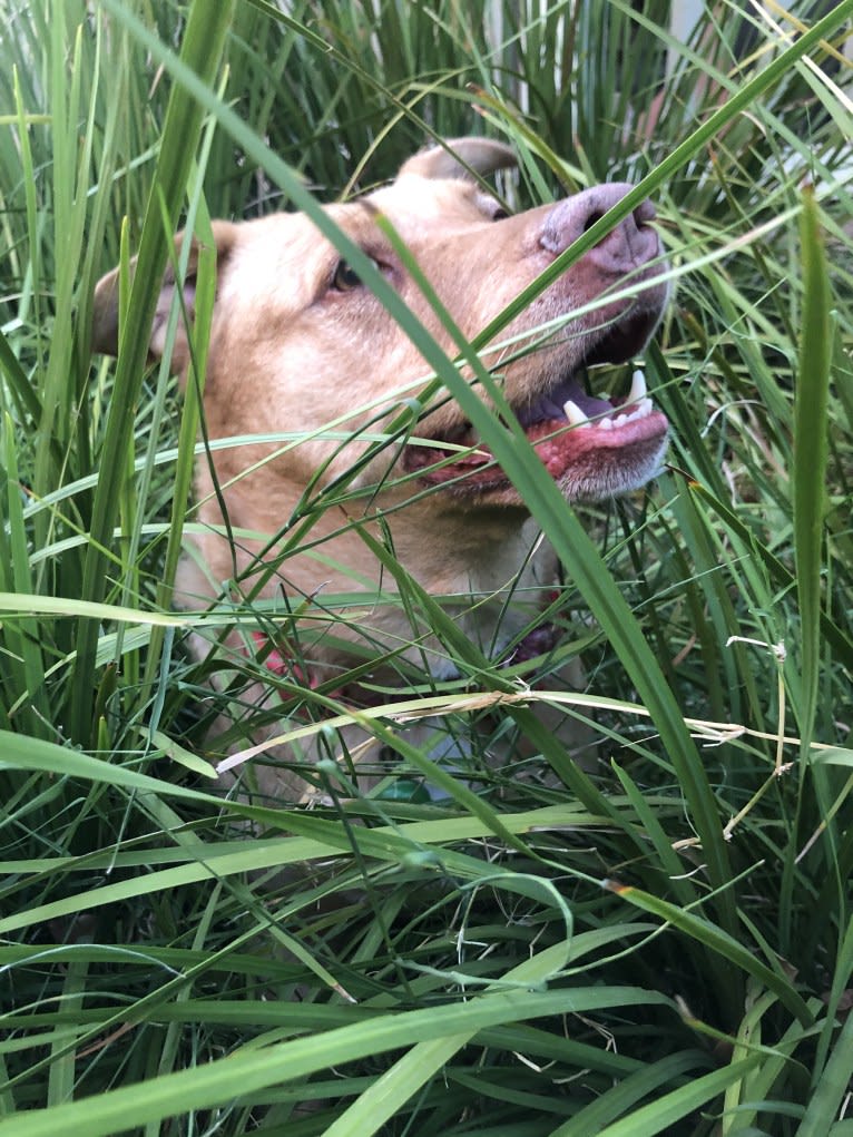 Ginger, an American Pit Bull Terrier and Labrador Retriever mix tested with EmbarkVet.com