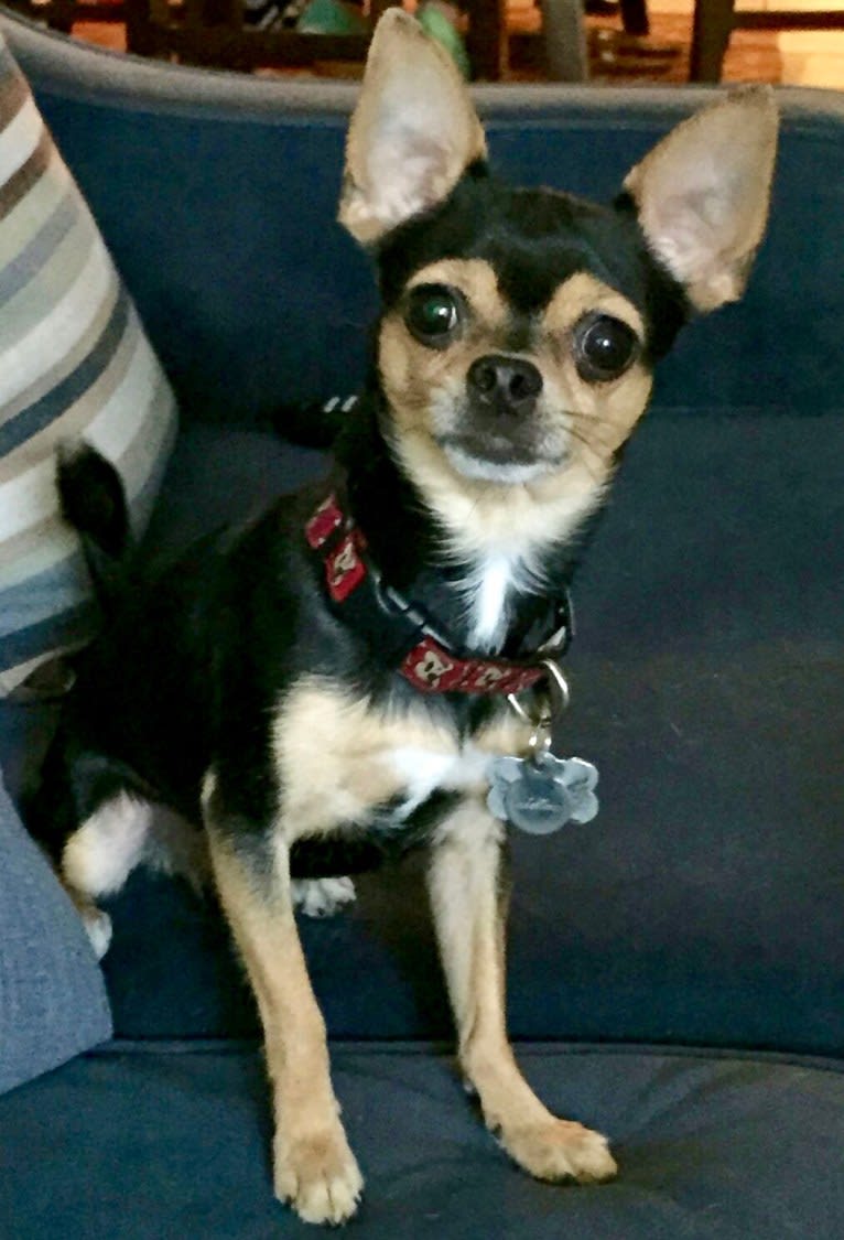 Coqui, a Chihuahua and Yorkshire Terrier mix tested with EmbarkVet.com