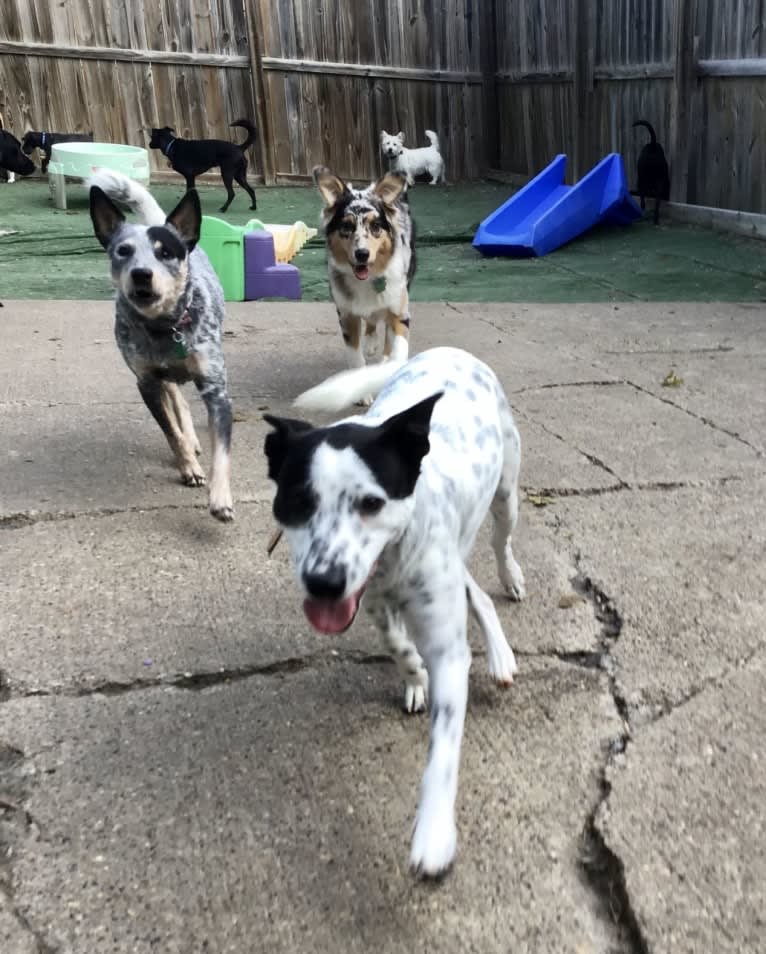 Sigmund, a Rat Terrier and Australian Cattle Dog mix tested with EmbarkVet.com