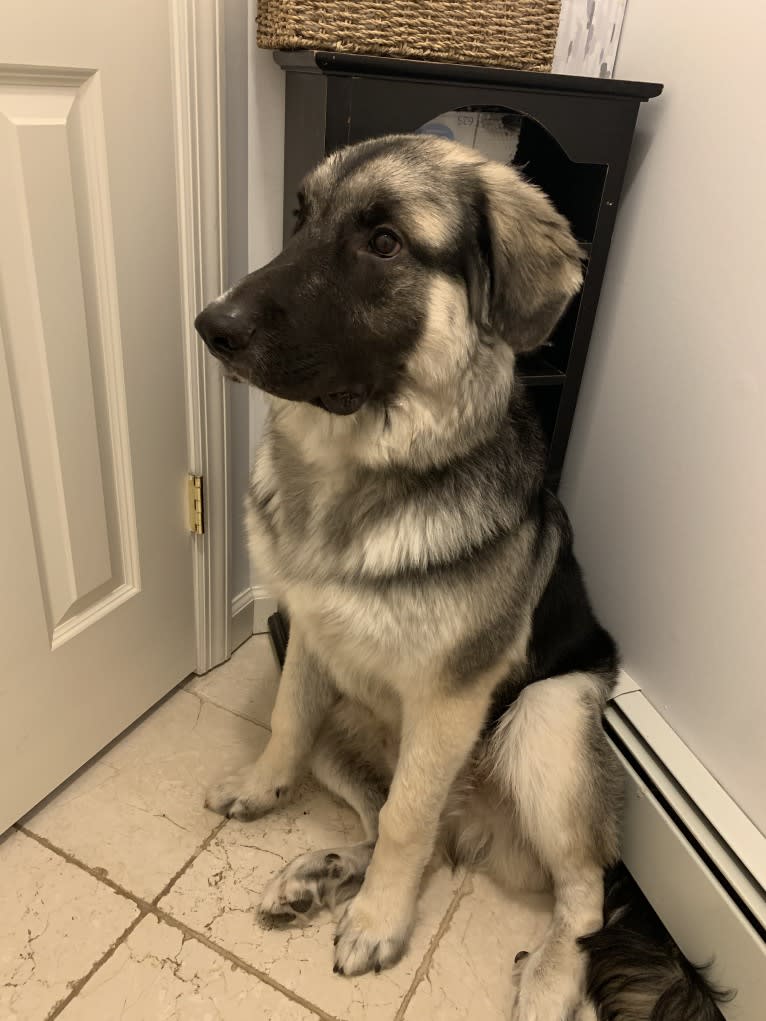 Archie, a German Shepherd Dog and Great Pyrenees mix tested with EmbarkVet.com