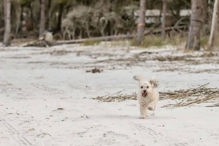 Opee, a Poodle (Small) and Chihuahua mix tested with EmbarkVet.com