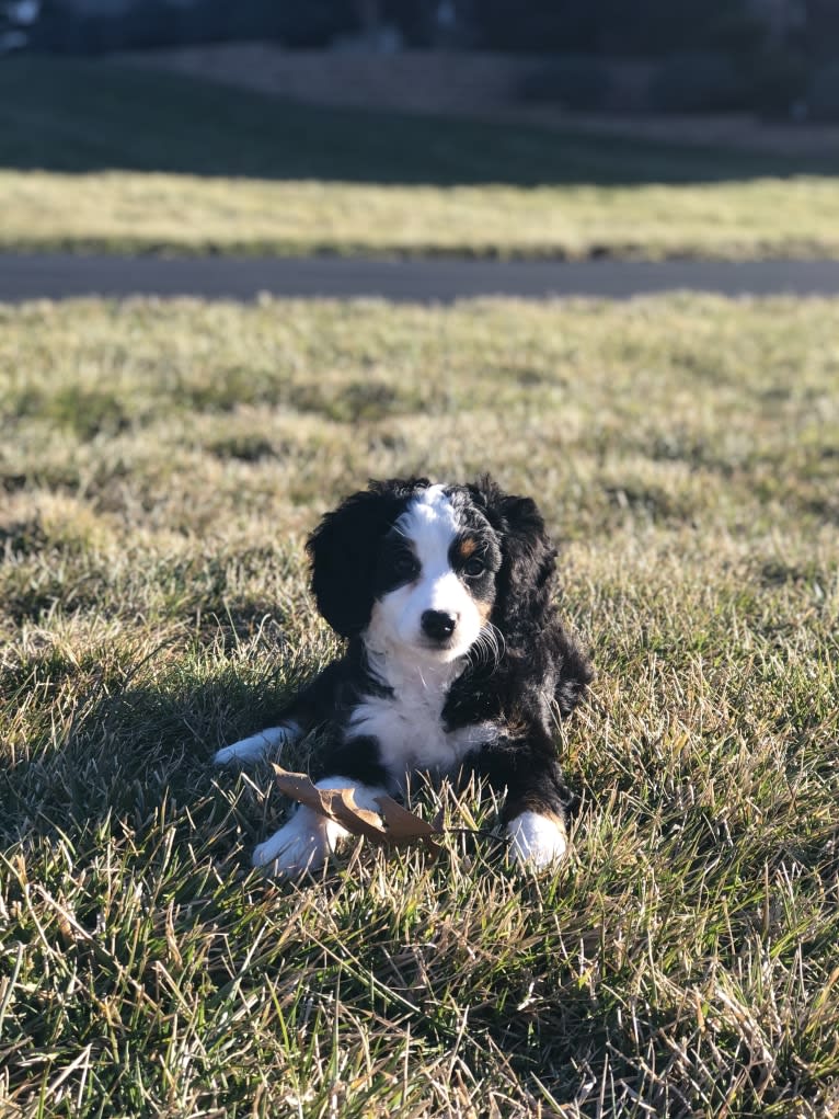 Lola, a Bernedoodle tested with EmbarkVet.com