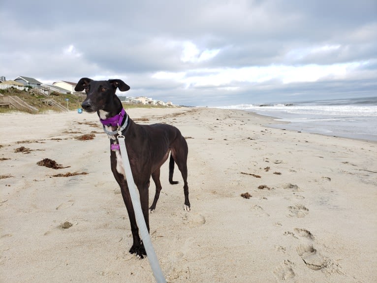 Birch, a Greyhound tested with EmbarkVet.com