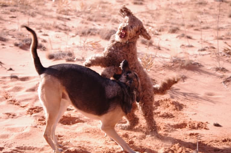 Maggie Sue, a Poodle (Standard) and Poodle (Small) mix tested with EmbarkVet.com