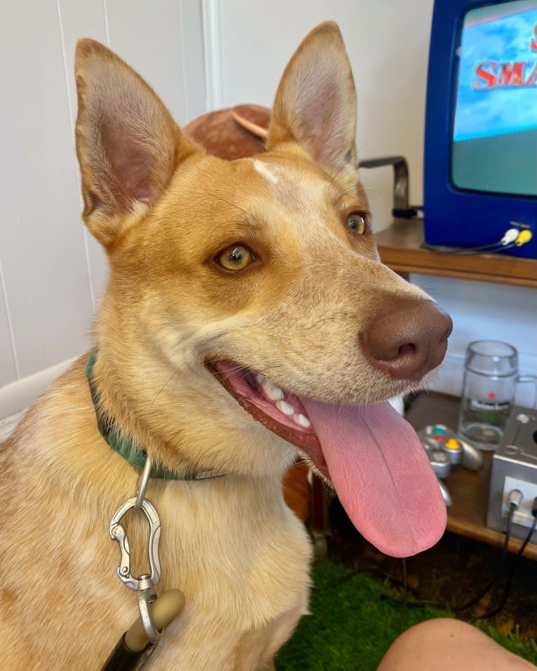 Lou, an Australian Cattle Dog and Australian Shepherd mix tested with EmbarkVet.com