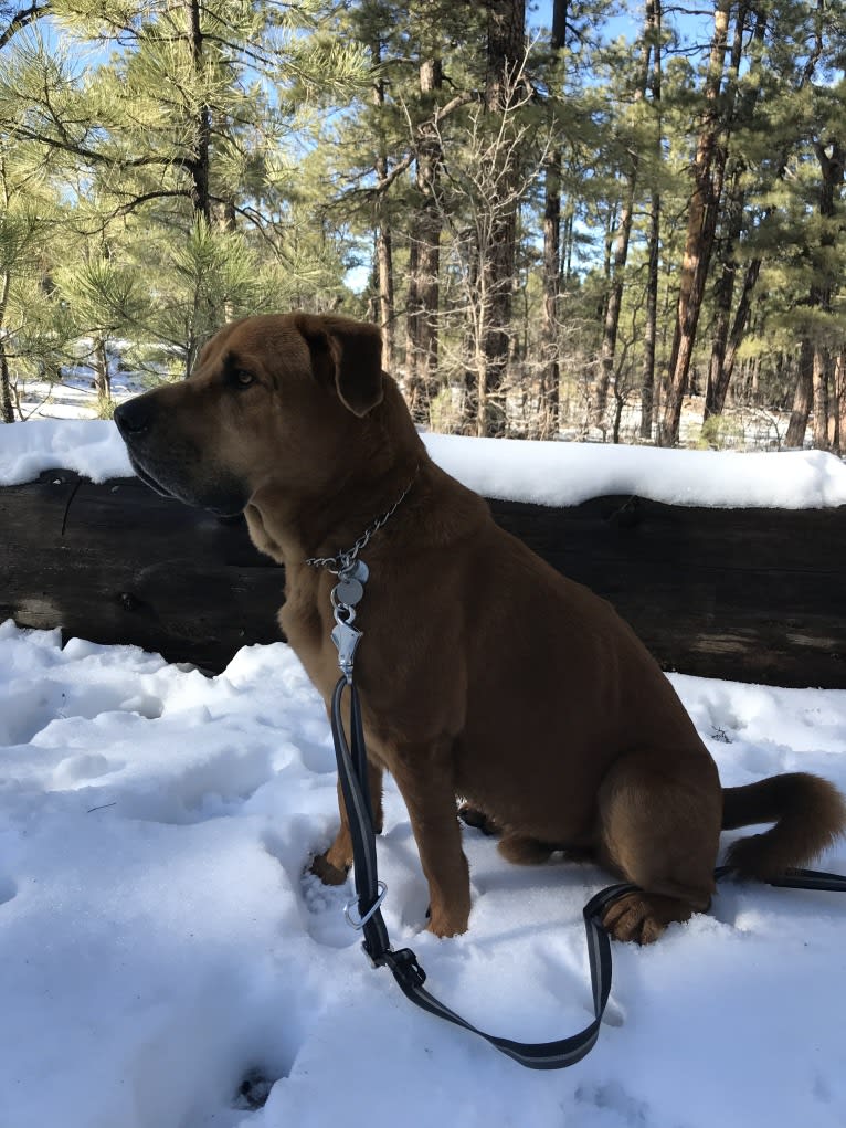 Dozer, a Chow Chow and Rottweiler mix tested with EmbarkVet.com