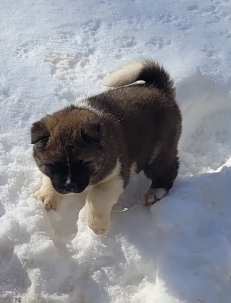 Geena, an Akita tested with EmbarkVet.com