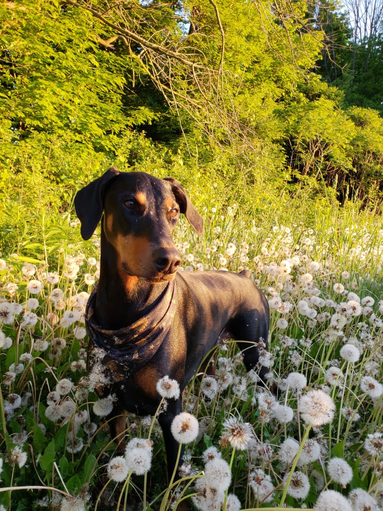 Halo, a Doberman Pinscher tested with EmbarkVet.com