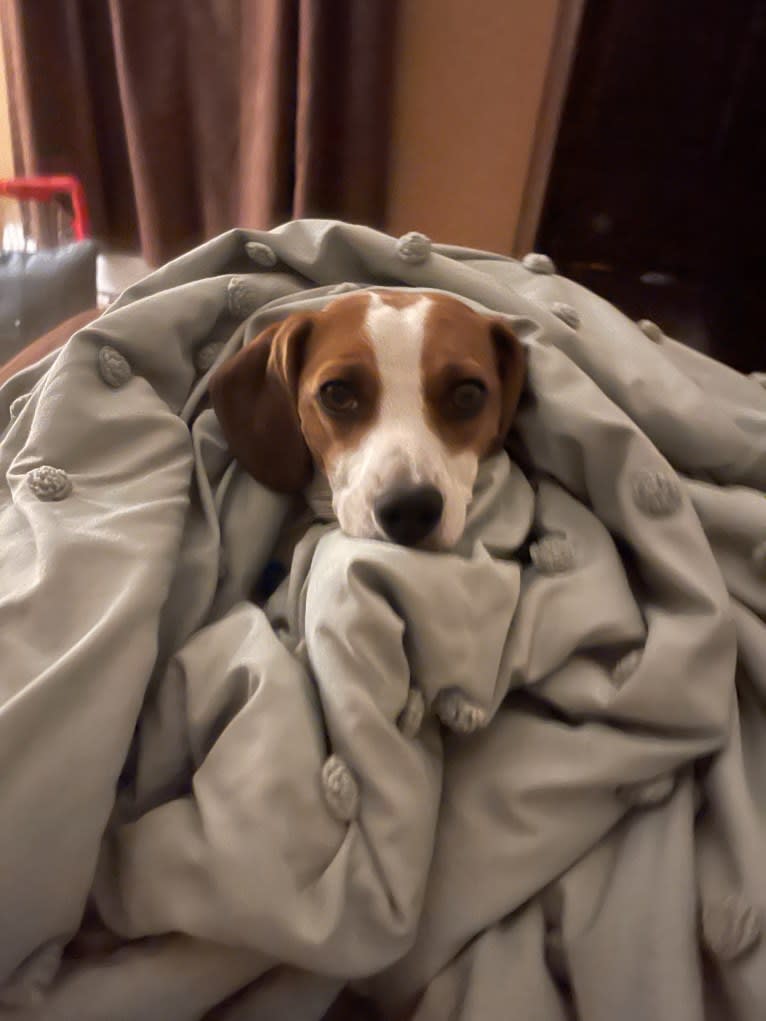 Linus, a Beagle and Chihuahua mix tested with EmbarkVet.com