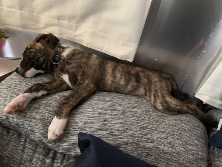 Skylar Kennedy Waesche, an American Pit Bull Terrier and Siberian Husky mix tested with EmbarkVet.com