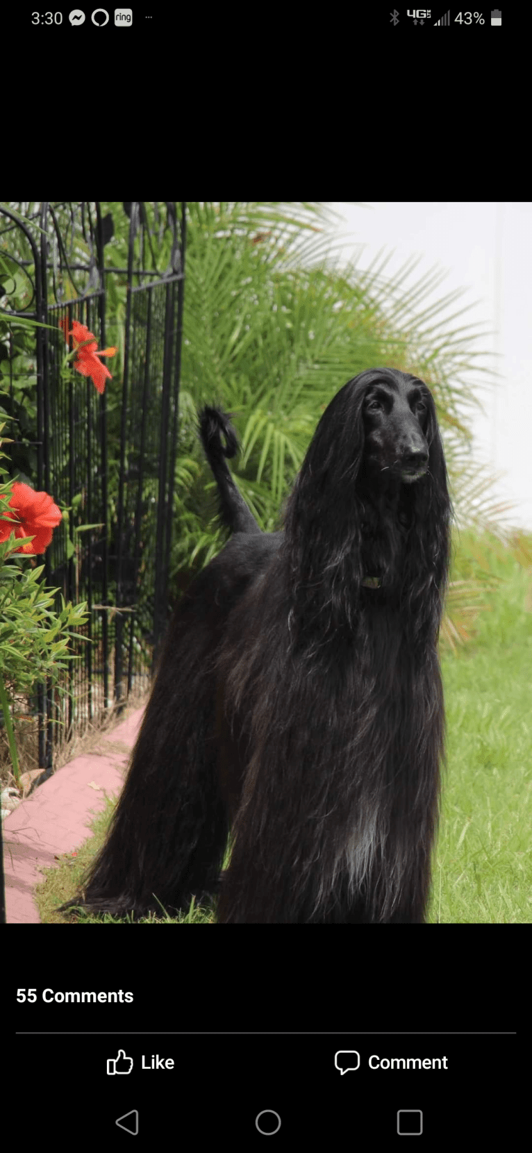 GCH Swan Lake First In Flight, an Afghan Hound tested with EmbarkVet.com