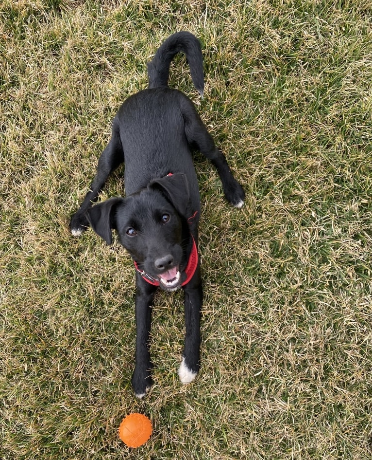 Luna, a Mountain Cur and Russell-type Terrier mix tested with EmbarkVet.com