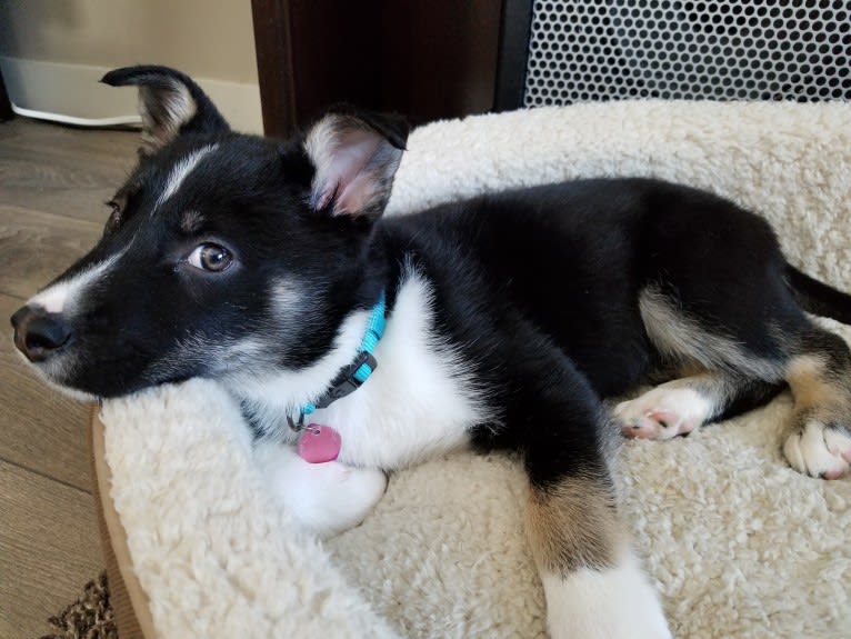 Nova, a Siberian Husky and German Shepherd Dog mix tested with EmbarkVet.com