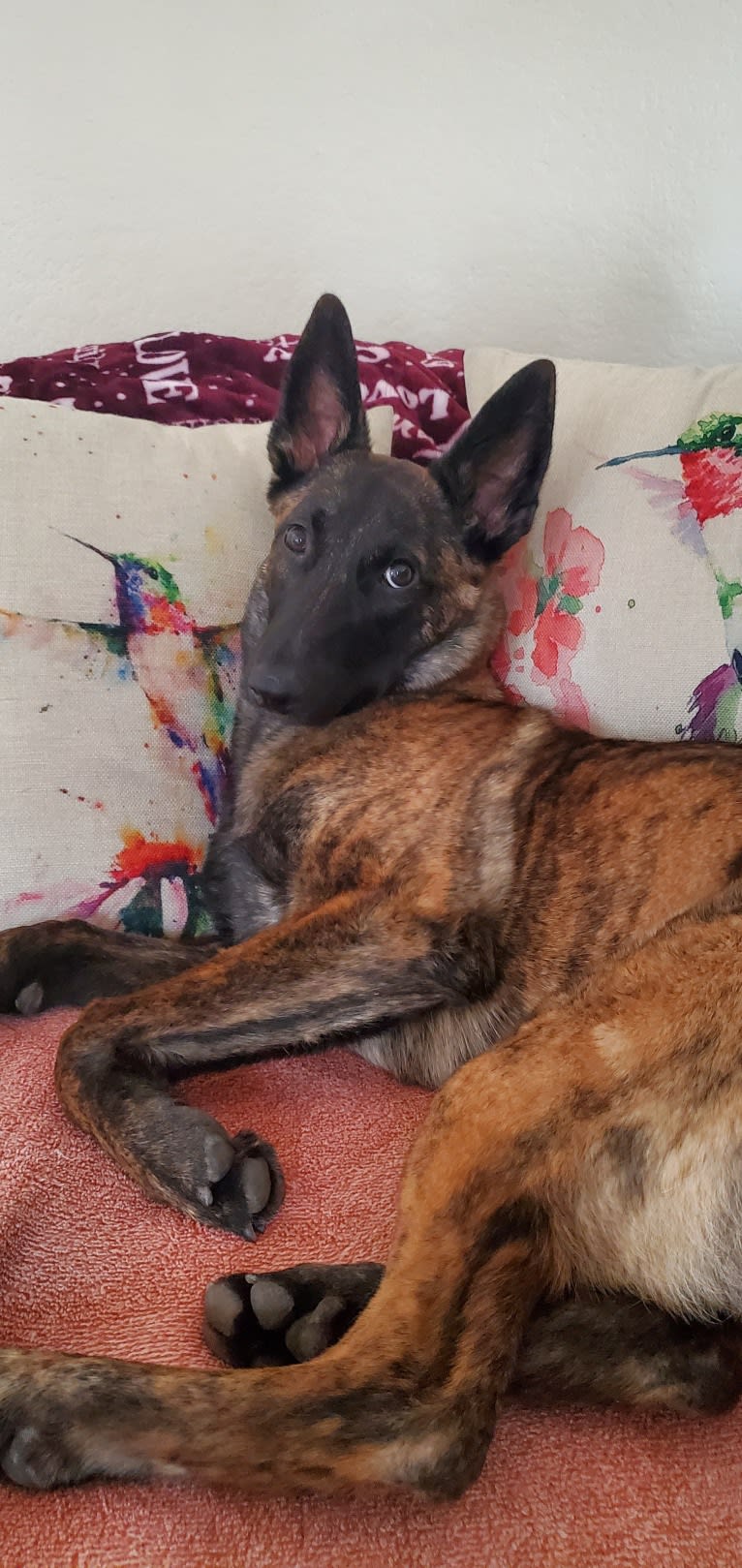 Ripley, a Dutch Shepherd tested with EmbarkVet.com