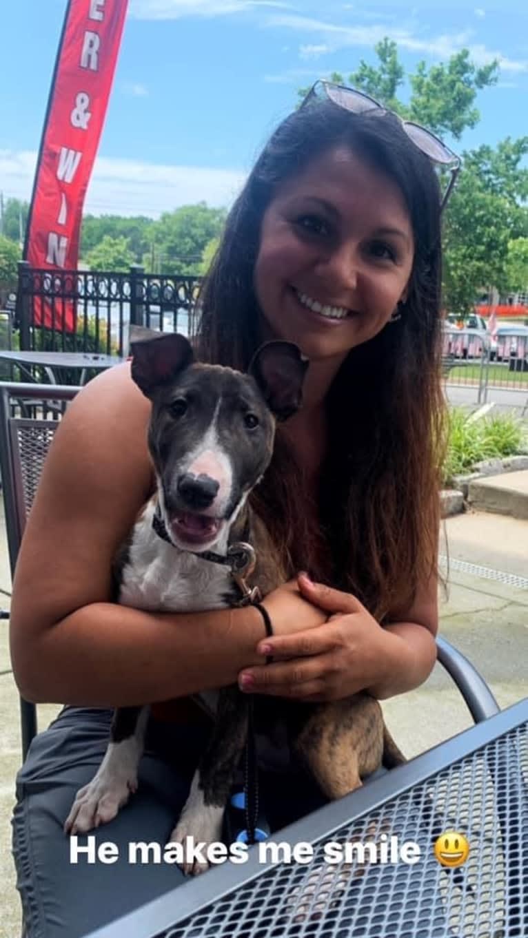 Dippy, a Bull Terrier tested with EmbarkVet.com