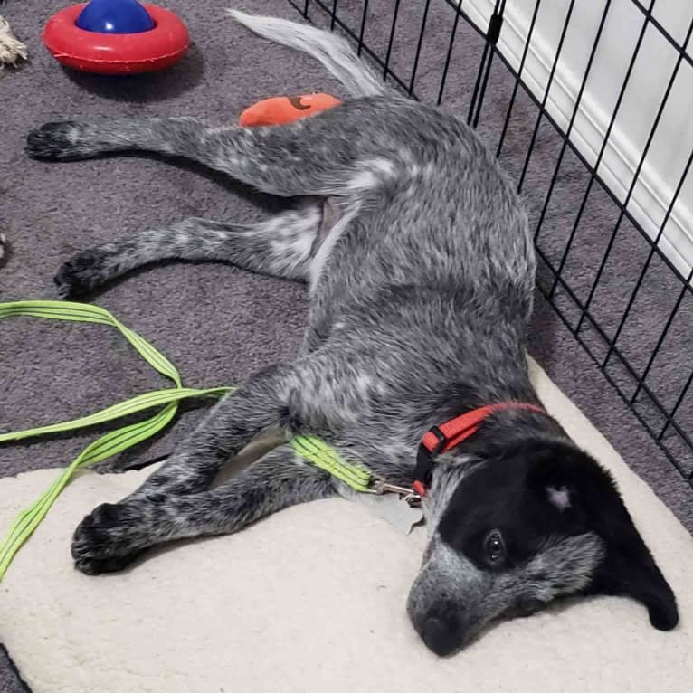 Apollo, a Border Collie and Australian Cattle Dog mix tested with EmbarkVet.com