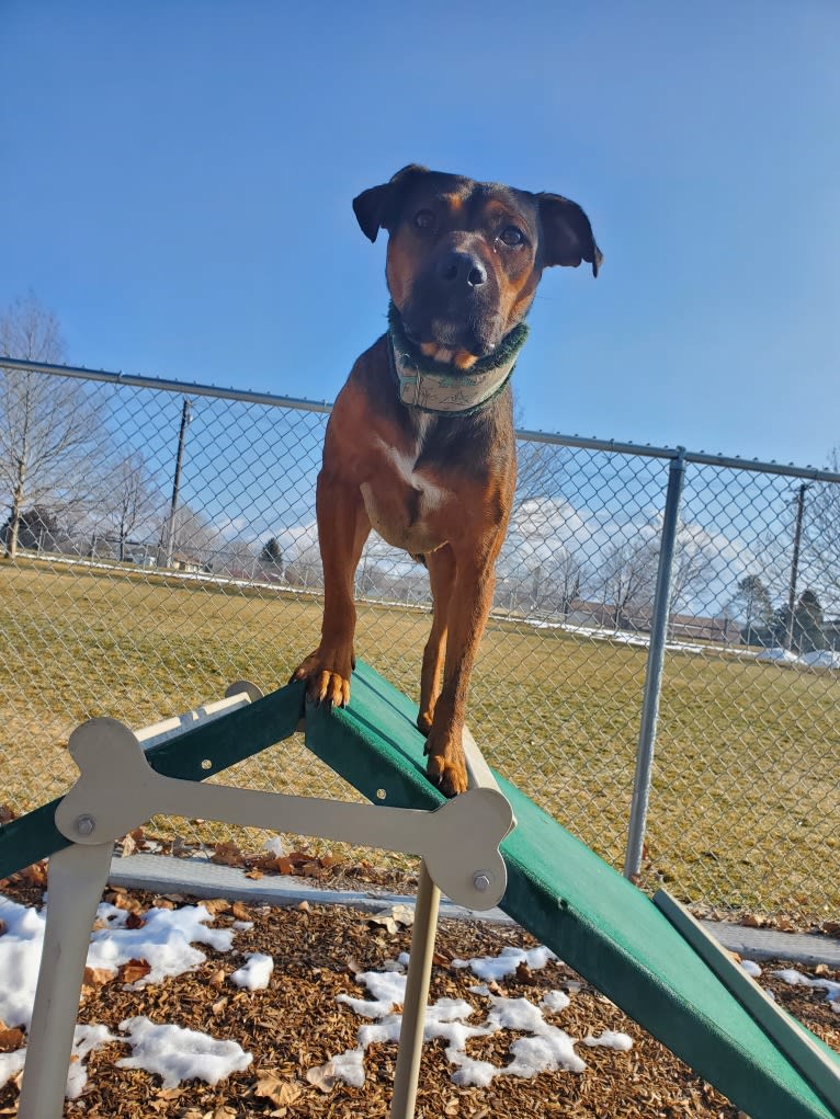 Kita, an American Bully and Miniature/MAS-type Australian Shepherd mix tested with EmbarkVet.com