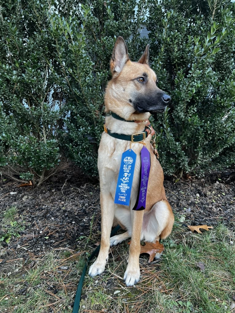 Everhett, a German Shepherd Dog and Australian Cattle Dog mix tested with EmbarkVet.com