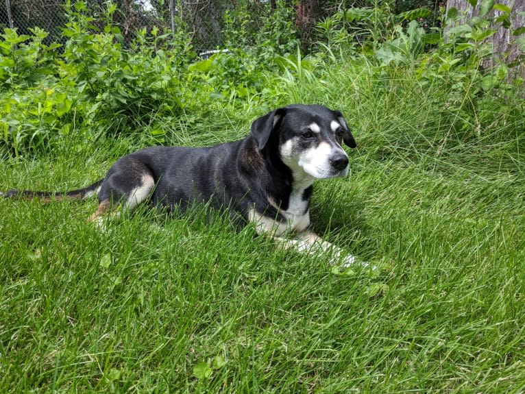 Lady, a Chow Chow and Labrador Retriever mix tested with EmbarkVet.com