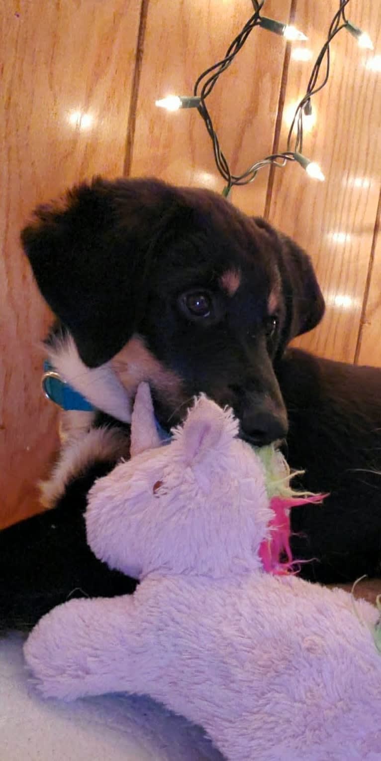 Louyie, a Border Collie and Labrador Retriever mix tested with EmbarkVet.com