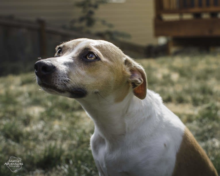 Katie, a Rat Terrier tested with EmbarkVet.com