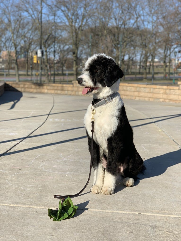 Steinway Grand, a Sheepadoodle tested with EmbarkVet.com