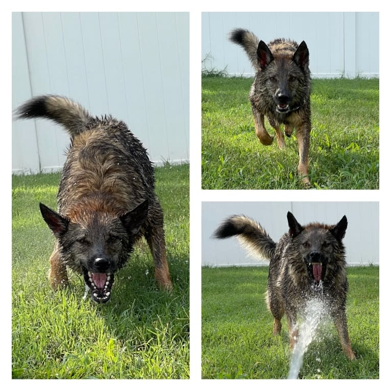 Sidda, a German Shepherd Dog and Belgian Malinois mix tested with EmbarkVet.com