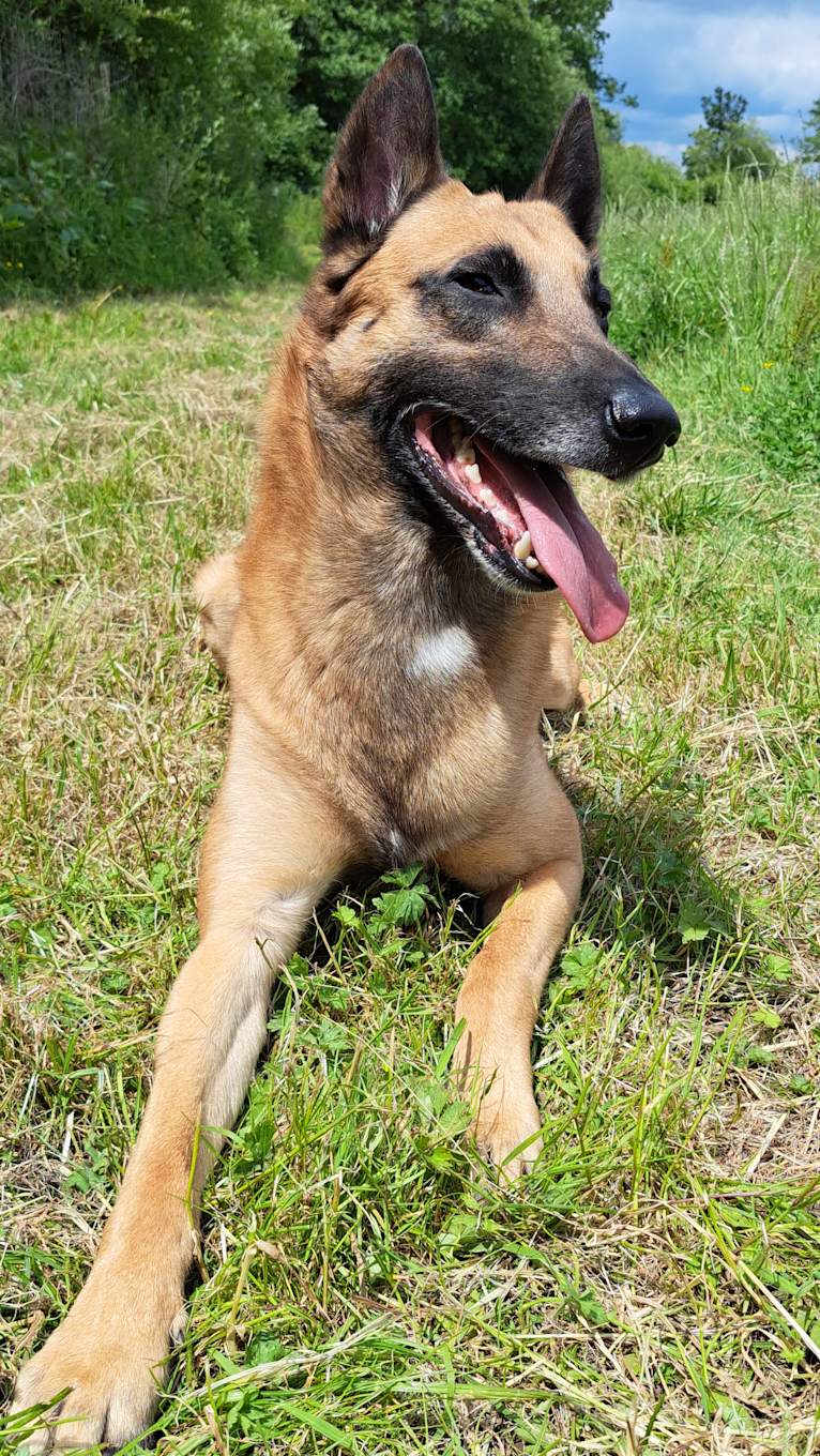 Goldmali quicksilver "zeke", a Belgian Shepherd tested with EmbarkVet.com