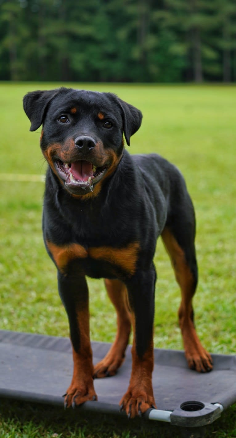 Sirius, a Rottweiler tested with EmbarkVet.com