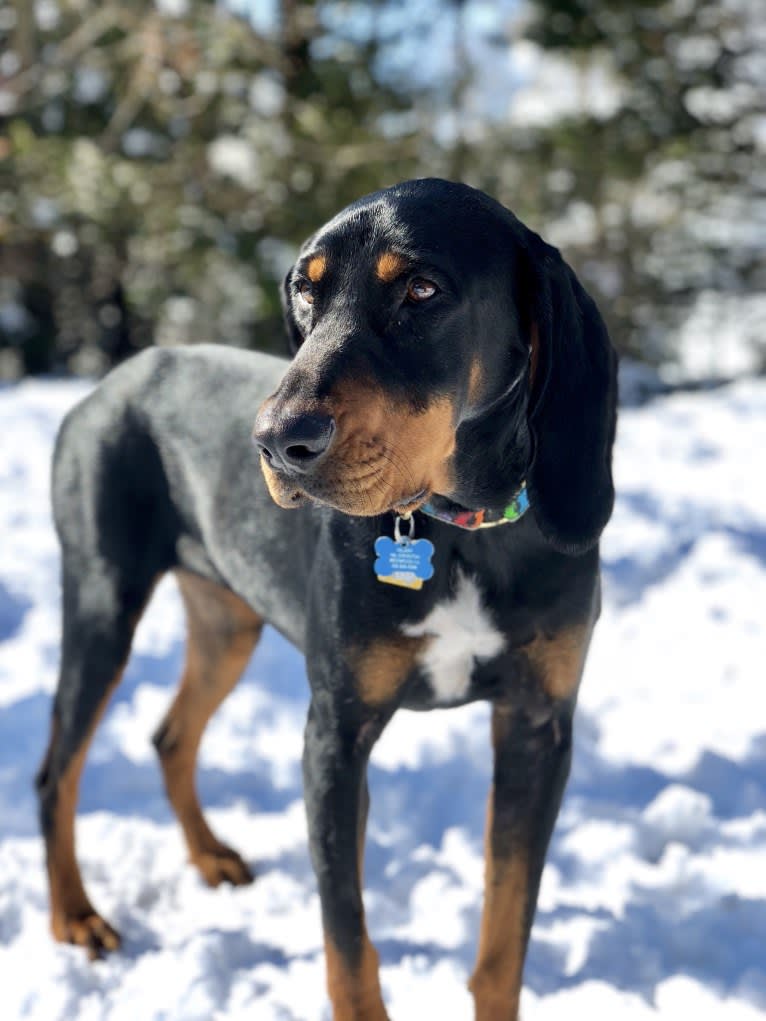 Hillary, a Black and Tan Coonhound tested with EmbarkVet.com