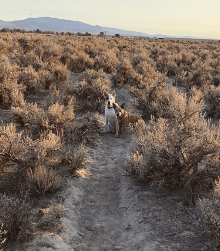 Joliet, an Australian Cattle Dog tested with EmbarkVet.com