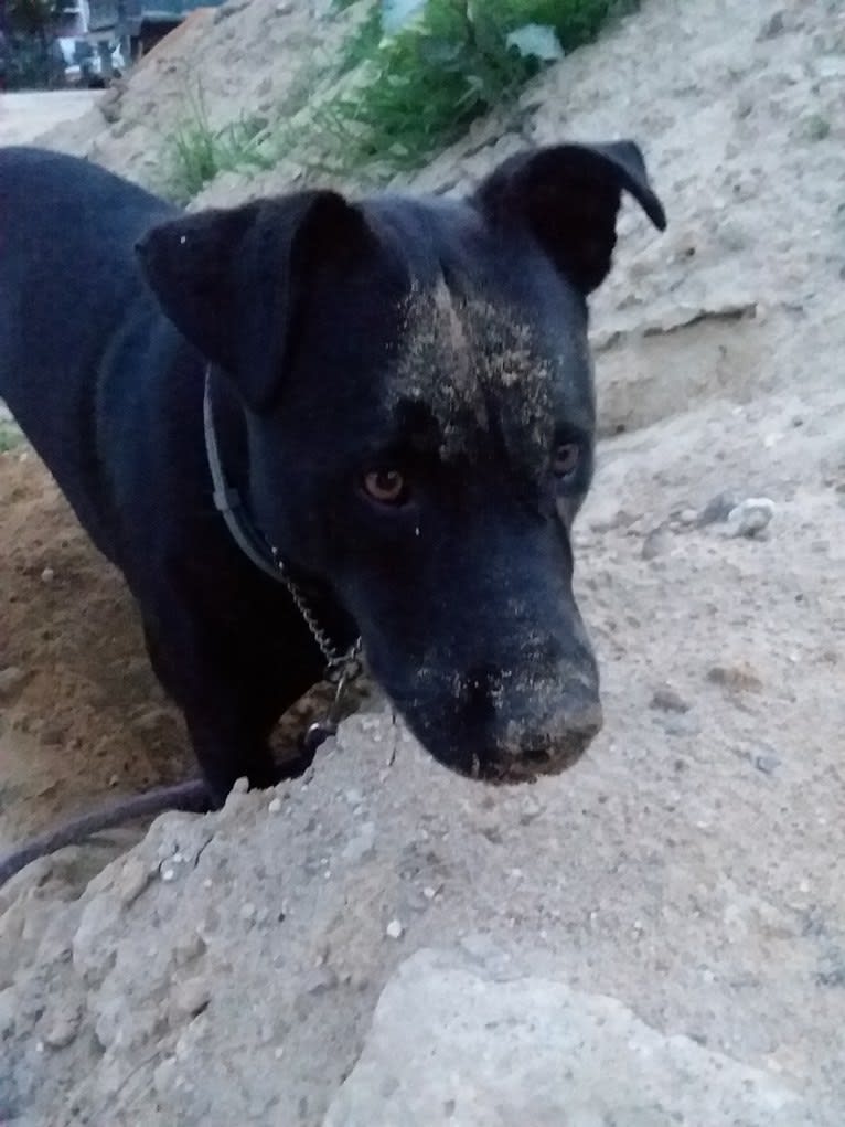 Pogie, an American Pit Bull Terrier and German Shepherd Dog mix tested with EmbarkVet.com