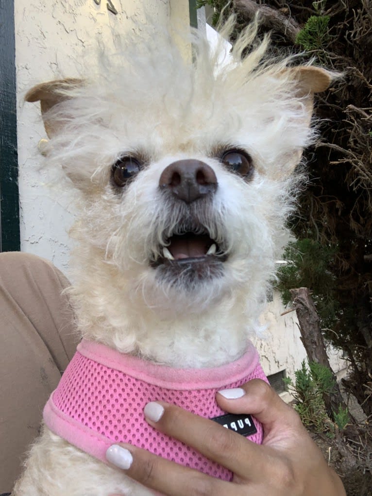 Honey, a Chihuahua and Poodle (Small) mix tested with EmbarkVet.com